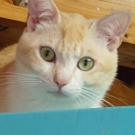 チャビちゃん (2).JPG